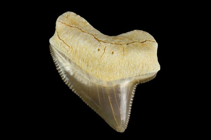 Fossil Shark (Squalicorax) Tooth - Kansas #115679